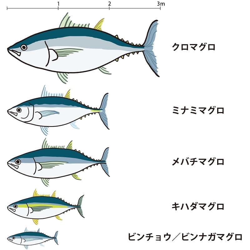 まぐろの種類別の大きさ